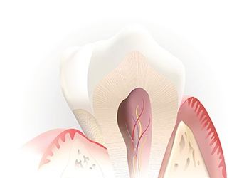 Animation of inside of tooth