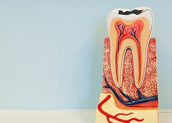Model of inside of tooth and nerve tissue